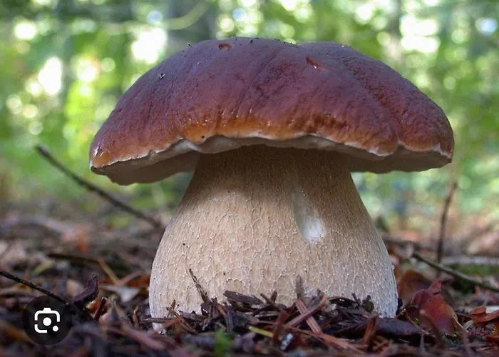 Mansarda Casalina Casole Bruzio