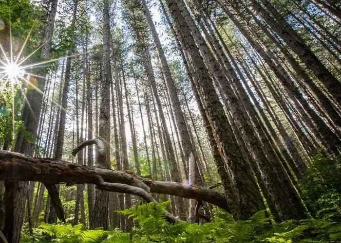 شقة Mansarda Casalina Casole Bruzio